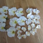 fausses orchidées blanches