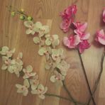 tiges de fausses orchidées 3.-/tige